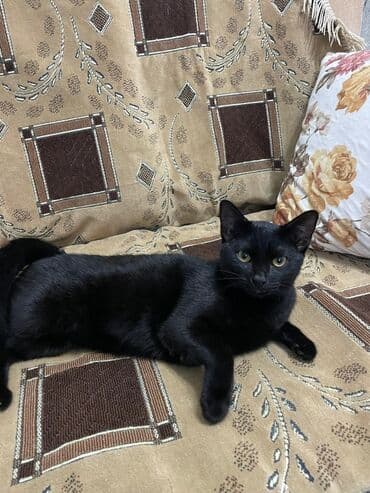 pişik sahibləndirilir: Butun peyvendleri vurulub bir dermanida vurulub pisiy cox oldugu ucun — 4