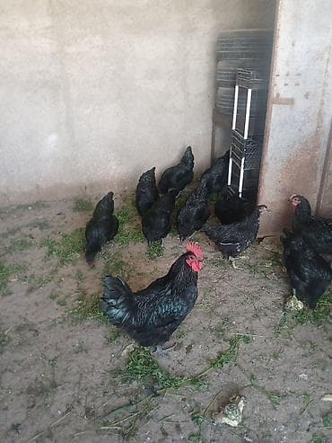 qril toyuq: Toyuq, Damazlıq — 2