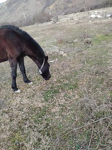 at qusar: Erkək, il: 3 — 2