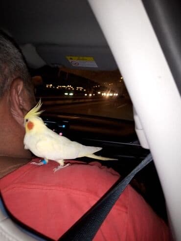 Ağ rəngli kakadu quşu, sarı dimdikli, avtomobildə sərnişinin çiyinində