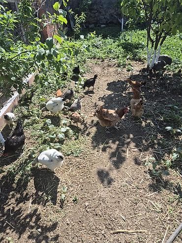 kend cuceleri: Qarışıq cinsli toyuqlar sürüsü yumurtalayan toyuqlar 15manat — 5