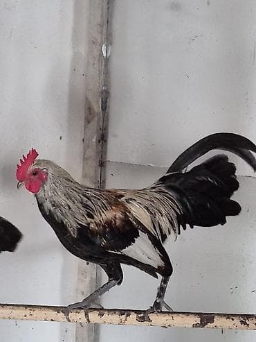 vendam kendi: Zərif quruluşlu, dekorativ quyruqlu xoruz - Rəng palitrası: gümüşü-boz — 3