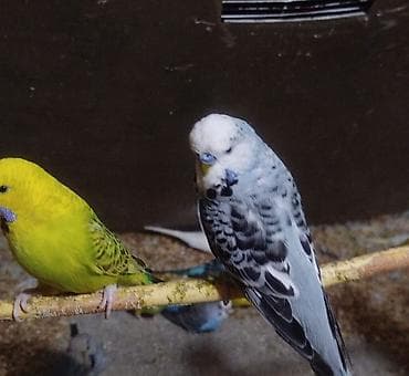 Попугаи: Təmiz çex və çexdən dönmə Bala və hazır cüt var Hərcür rəngldə quşlar — 5