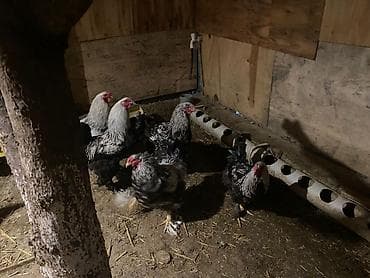 K/t heyvanları üçün mallar: Toyuq, Brama, Damazlıq — 7