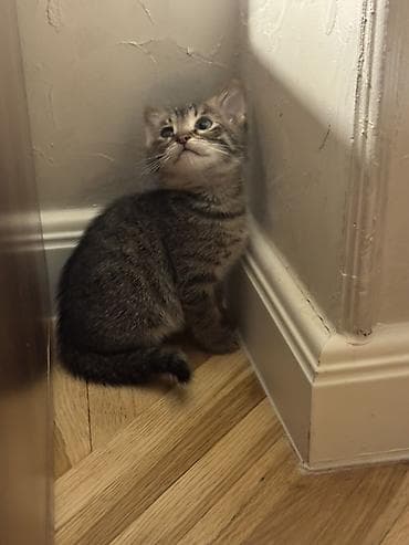 pişik balaları: Tabbi, Erkək, Dişi, Yaxşı əllərə, Ünvandan götürmə — 8