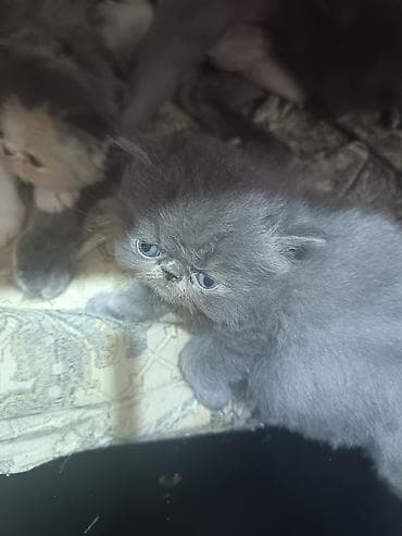 Heyvanlar: Fars, Erkək, Dişi, Ünvandan götürmə, Ödənişli çatdırılma — 4
