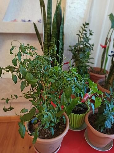 dekorativ bitkilər: Müxtəlif formalı yarpaqları olan dibçək bitkisi. Bəzi bitkilər iri — 5