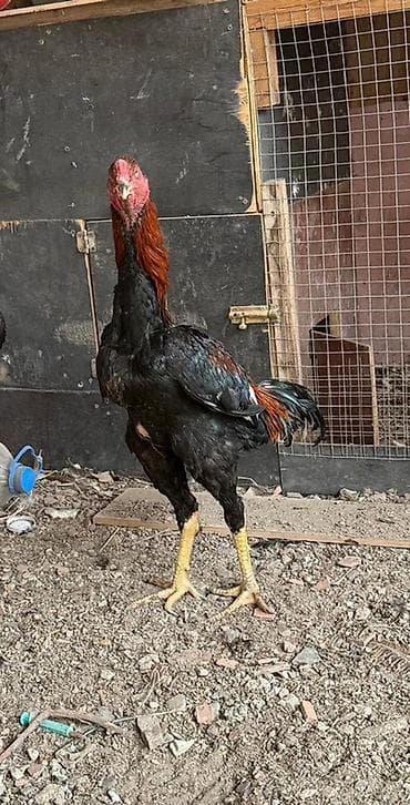 8 aylıq beçədi 70 azn real alıcılar əlaqə saxlasn