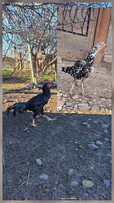 Heyratı xoruz və toyuq 1-yarımlıq harasa aparılıb döyüşdürülməyib lalafo.az -da Heyratı xoruz və toyuq 1-yarımlıq harasa aparılıb döyüşdürülməyib