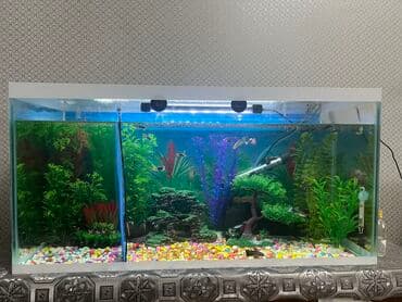 Pişiklər: Dördbucaq akvarium, 1 l, Ünvandan götürmə — 2