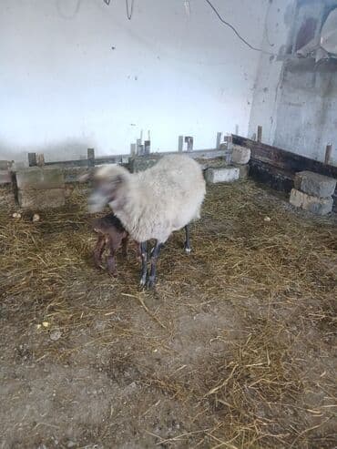 Коровы, быки: Ana bala 380man 3cu qarlndl dogur. bașqa bogaz heyvanlarlmda — 5