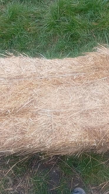 sort toyuqlar: Saman balası - Təbii, təmiz saman balası - Əlverişli ölçülü — 1
