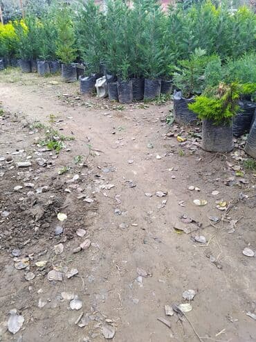 sumax ağacı: Ağaclar — 7