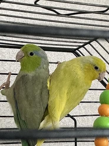 Heyvanlar üçün mallar: Forpus tutuquşu Salam, hazir cavan cutdu. Yashil erkey, sari maya — 2