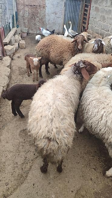 bala quzu: 6 ana qoyundu 5 ədədin yanında balası var. Biri birinci qarınadi — 2