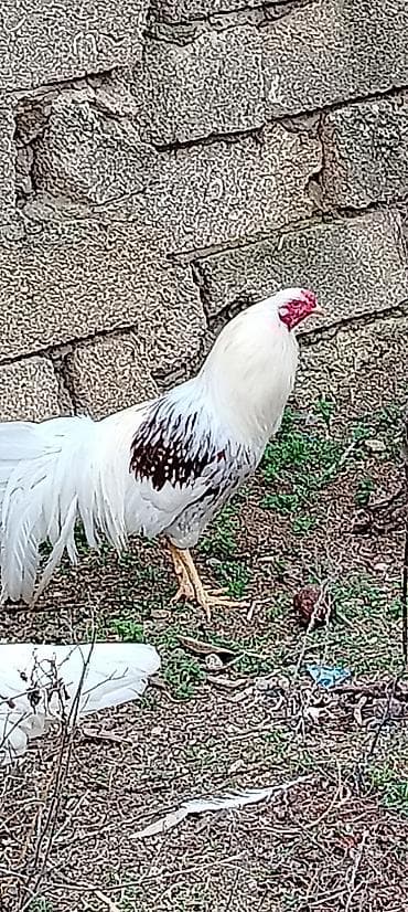 karella qus: Toyuqlar — 9