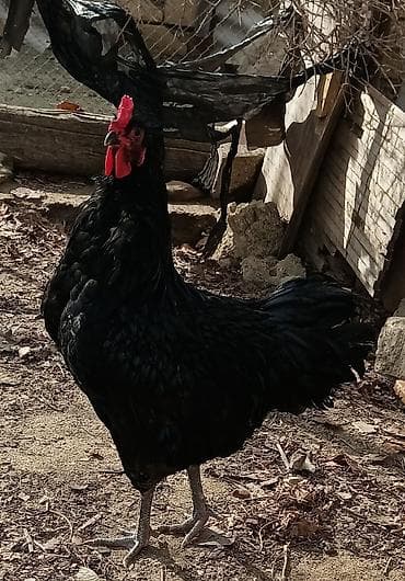 Xoruz, il: 1, Ünvandan götürmə