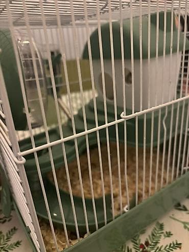 Собаки: Cırtdan hamster və qəfəslə birgə komplekt - Növ: cırtdan (cüce) — 5