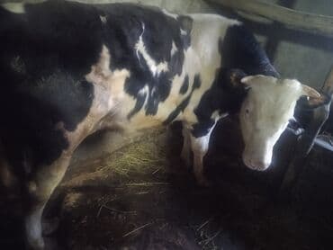 inekler ucar: Satılır: 2 baş cins buğa - Növ: mal-qara (erkək buğa) - Say: 2 baş - — 4