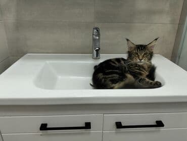 meyn kun: Meyn-kun, Erkək, Dişi, Yaxşı əllərə — 8