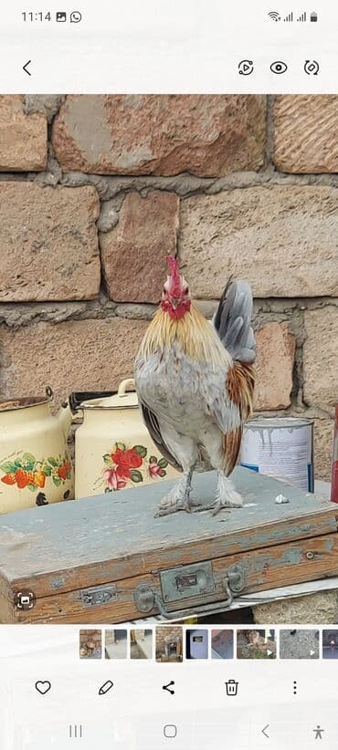 Cırtdan dekorativ xoruz - Rəng: gümüşü-boz, krem və qırmızı-qəhvəyi lalafo.az -da Cırtdan dekorativ xoruz - Rəng: gümüşü-boz, krem və qırmızı-qəhvəyi