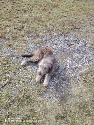 купить домик для кота: Uzun tüklü, orta ölçülü it - Cins: qarışıq, saqqallı/şaggy tipli - — 4