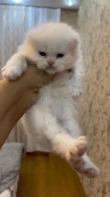 pisik sahiplendirme: 33 günlükdür.Lalafoya baxılmır, yalnız zəng vatsap — 4