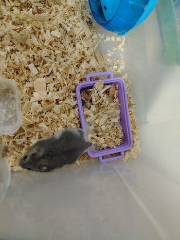 Salam aleykum Cırtdan hamsterlər - Növ: cırtdan (Djungarian) hamster lalafo.az -da Salam aleykum Cırtdan hamsterlər - Növ: cırtdan (Djungarian) hamster