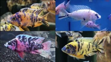 betta balıq: Cixlid balığı, Yırtıcı, Ünvandan götürmə — 3