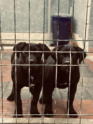 samoyed satisi: 2 Ədəd Erkək və Dişi. Cane Corso Təmiz Qan – həm həyət, həm də ailə — 2