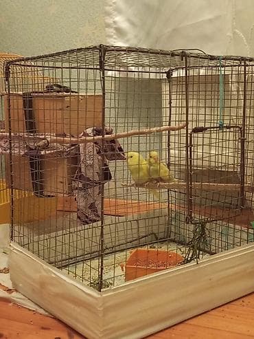 it adlari 2020: Cut 2 balasi qefesle 60 azn 4 qus — 2