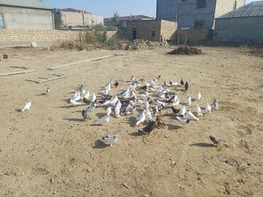 pavlin goyərcin: Məhsul: Göyərçin sürüsü Təsvir: - Şəkillərdə müxtəlif rəng və — 14