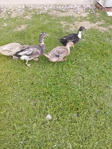 bulbul satışı: Satılır. Səsli ördəklər 3 dişi 1 erkək. Disiler yumurtayir erkek — 2