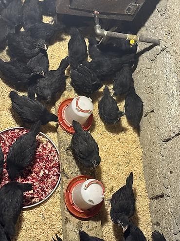 Toyuq cücələri, Ətlik