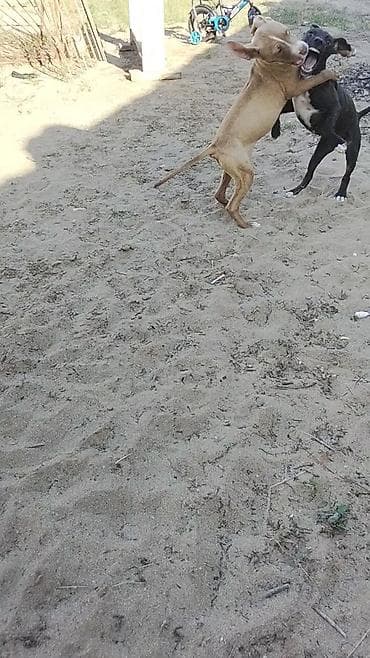 ağ afcarka: Pitbul, 4 ay, Ünvandan götürmə — 5