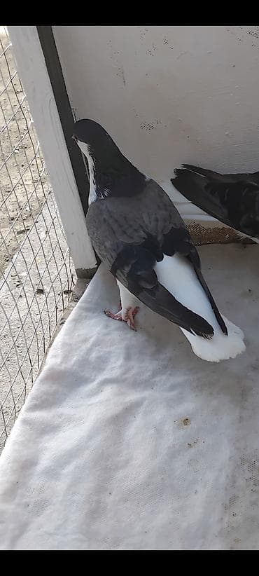 xacmaz heyvan bazari: 3 cüt delfin cütü 35 manat sağlam heyvandlar — 2