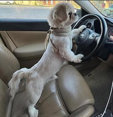 it adları oglan: Pekines, 1 il, Erkek, Peyvəndli — 2