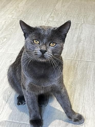 şotland pişiki: Britan, Erkək, Dişi, Yaxşı əllərə — 2