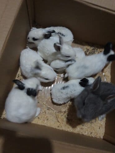 Digər heyvanlar: Dovşan yemi 1kq 2azn Bala Dovşanlar 5-azn Tək tək satışı 10 azn — 5