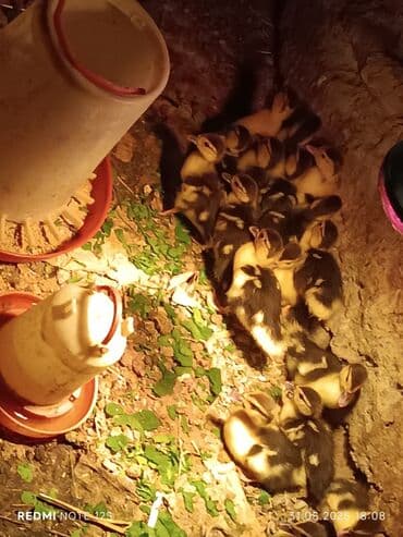 ördək balası və cücə: Ördək cücələri, Ətlik — 3