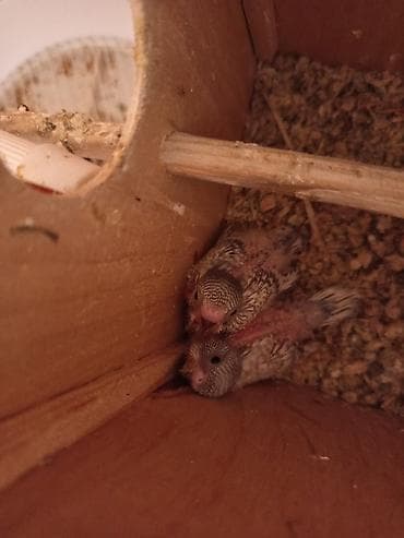 yarasa yuvası fiyatı: Ana Ata 2 balalar 10 15 gunen sora yuvadan çıxacaqlar qəfəsin qutusun — 4