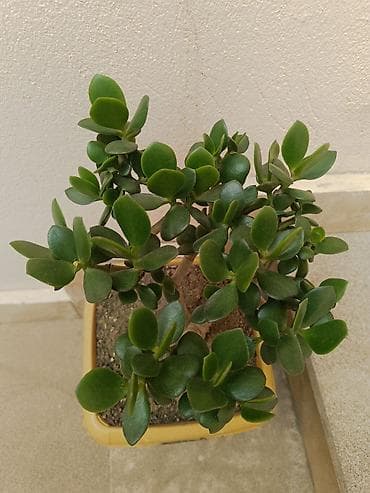 Succulent – Crassula ovata (Pul ağacı) - Bitki: Crassula ovata – lalafo.az -da Succulent – Crassula ovata (Pul ağacı) - Bitki: Crassula ovata –