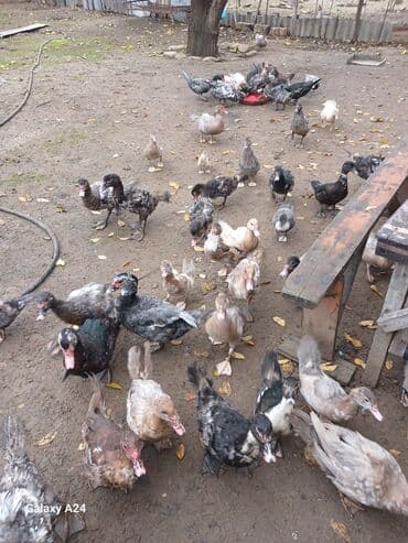 qoyun qiymətləri 2024: Musk ördəkləri (indo-ördək) – müxtəlif rənglərdə və yaş qruplarında — 1