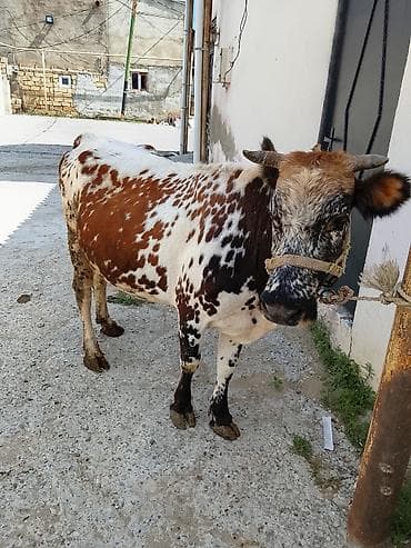 Heyvanlar: Məhsul: Xallı inək (dişi) Təsvir: - Rəng: ağ-qəhvəyi fonda qara-ağ — 3