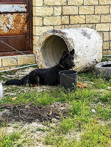 Alman çoban iti, 2 il, Erkek, Ünvandan götürmə