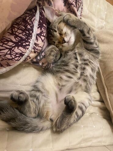 pişik cut: Tabbi, Dişi — 1