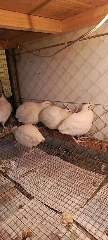 Keçilər, çəpişlər: SALAM TAM SAĞLAM BİLDİRÇİNLƏR SATILIR QİYMƏTİ 2.50 QƏPİKDİR 5 ƏDƏD — 3