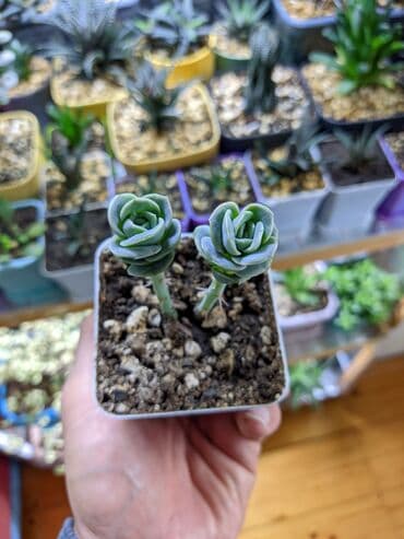 güller haqqında melumat: Sukkulentlər. Sağlam və dözümlü bitkilərdi. Uzun müddət susuz qala — 3