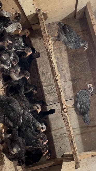 etlik cuce satisi: Toyuq cücələri, Ətlik, Ödənişli çatdırılma — 2