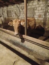 qaz ordek satisi: Dişi, il: 3, Damazlıq, Ünvandan götürmə — 3